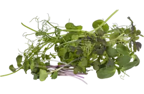Microgroenten cress mix 7 soorten